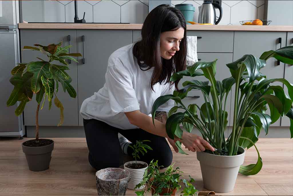 The Green Living Room Revolution: Best Air-Purifying Plants for Your Indian Home